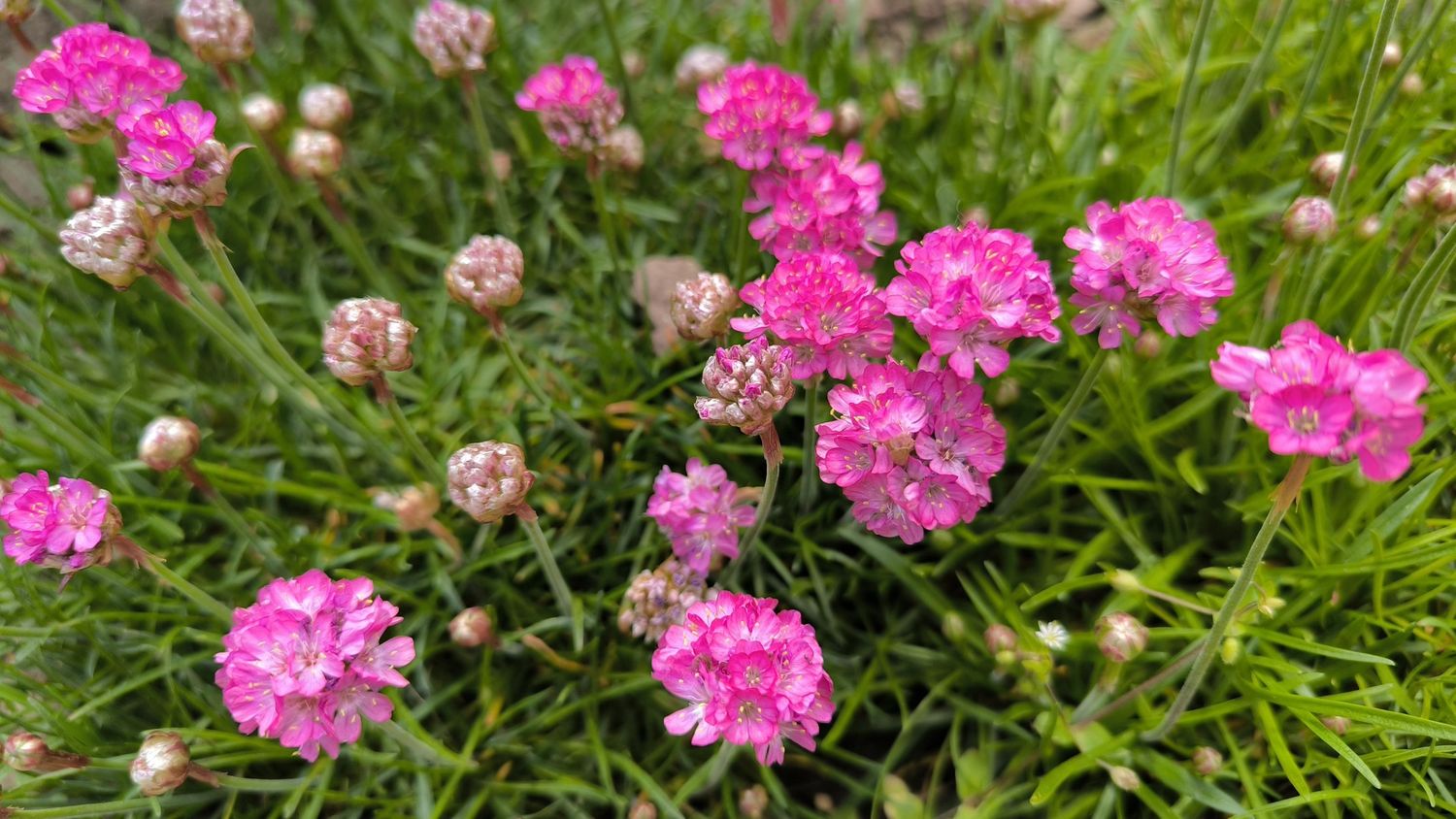 Sea Blush - Small Pot