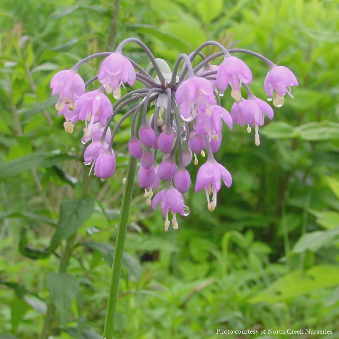 Nodding Onion - Small Pot