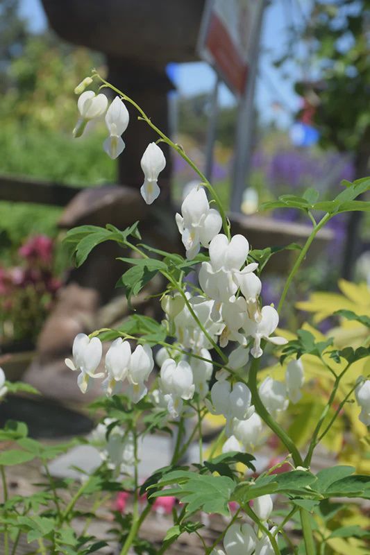 Bleeding Heart (Dicentra spectabilis 'Alba')