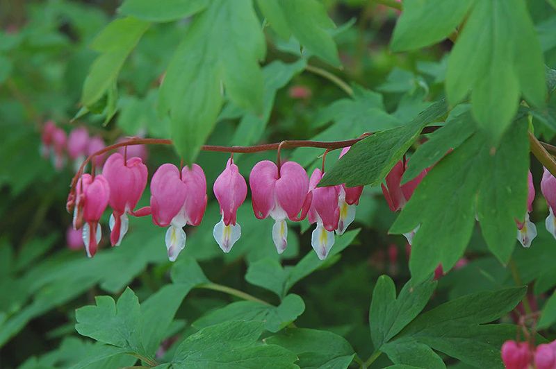Bleeding Heart (Dicentra spectabilis)