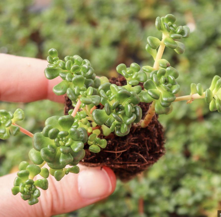 Oregon Stonecrop