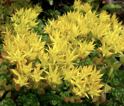 Oregon Stonecrop