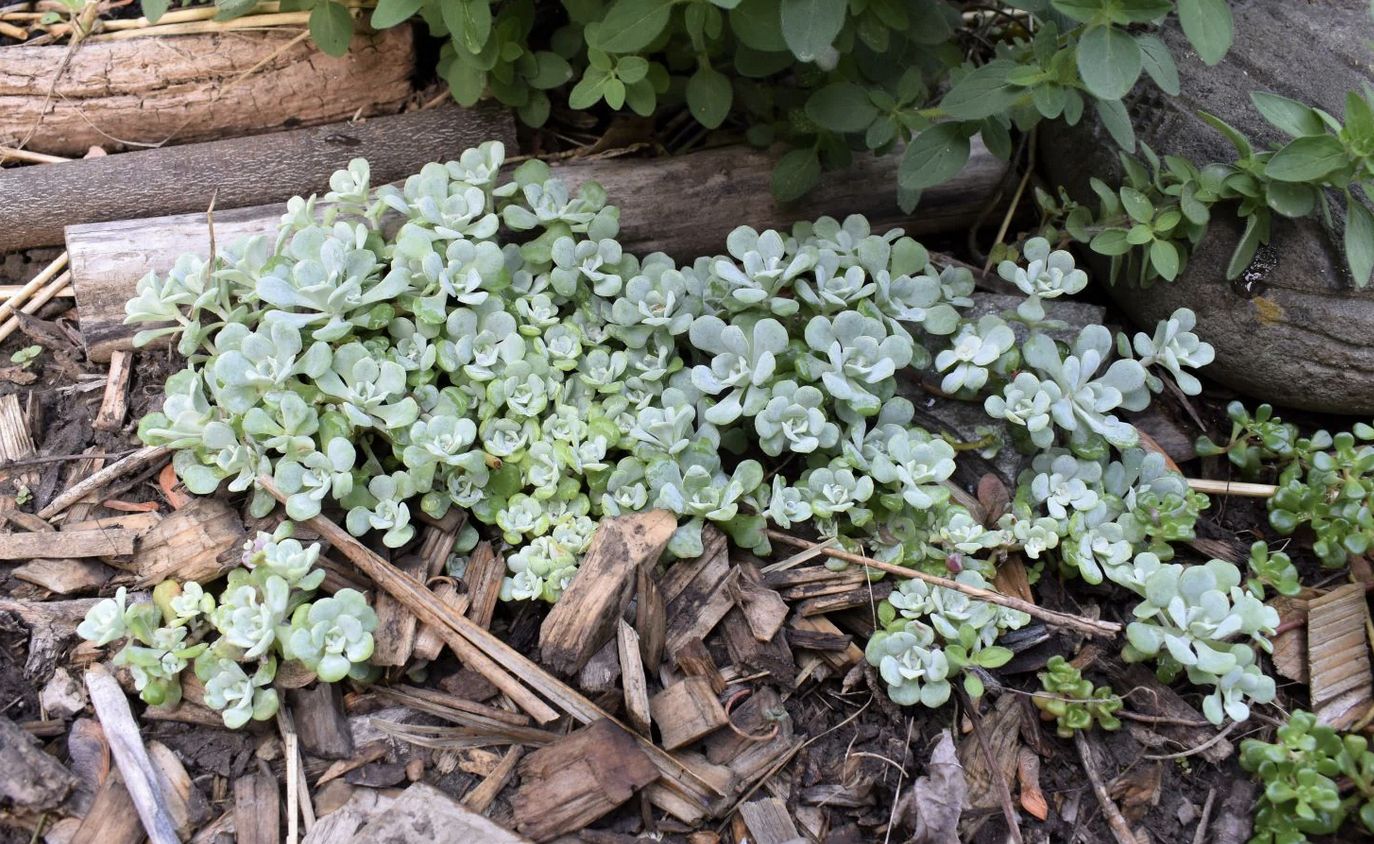 Broadleaf Stonecrop