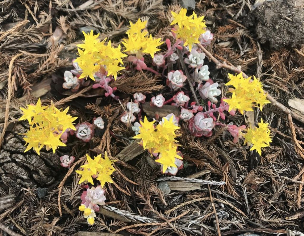 Broadleaf Stonecrop