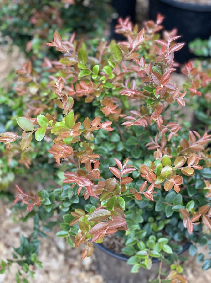 Box Evergreen Huckleberry (Vaccinium ovatum)