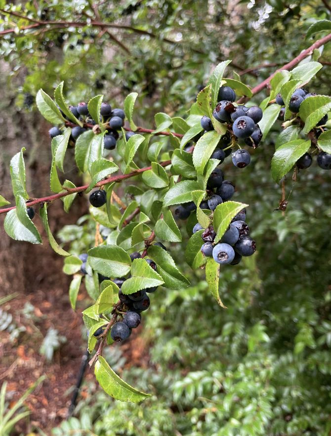 Evergreen Huckleberry (Vaccinium ovatum) native plant