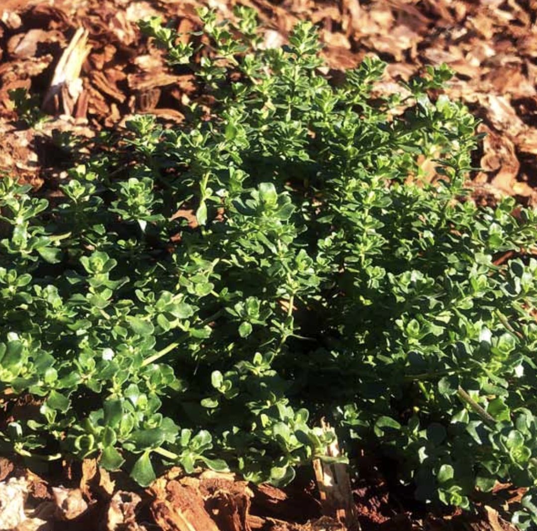 Alpine Mint Bush