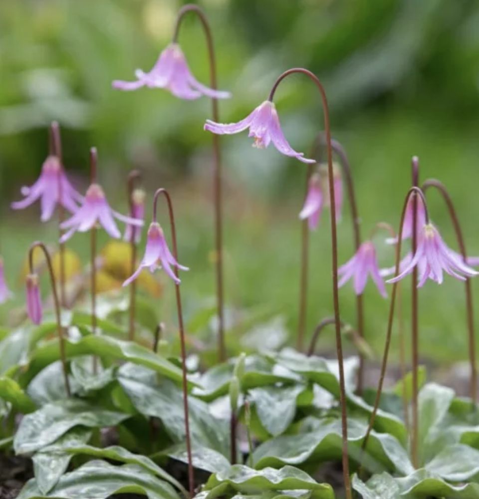 Pink Fawn Lily