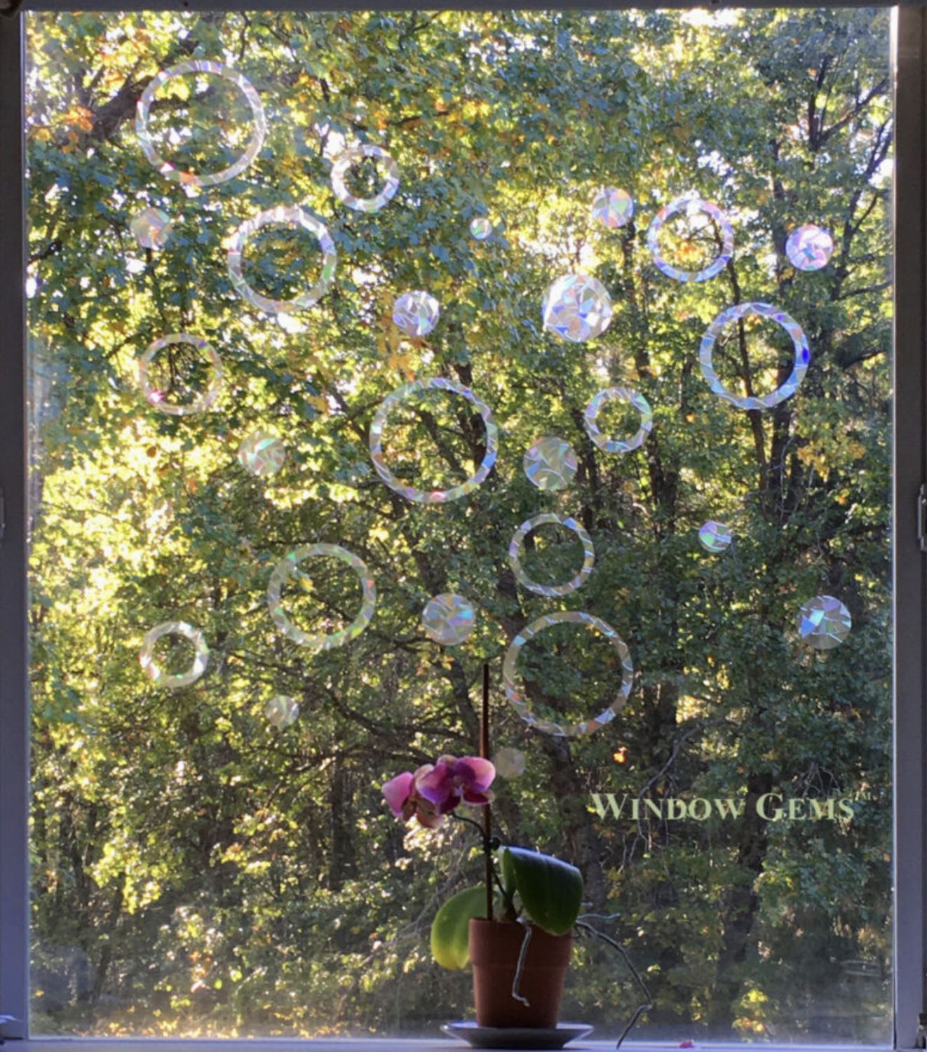 Rings and Circles Window Clings - Bird Strike Prevention
