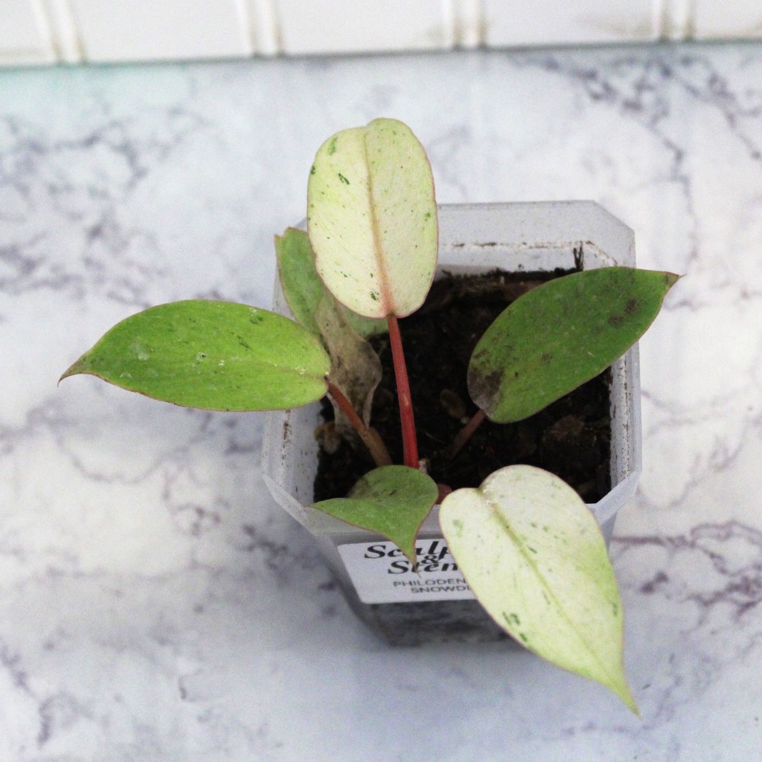 Philodendron Snowdrift