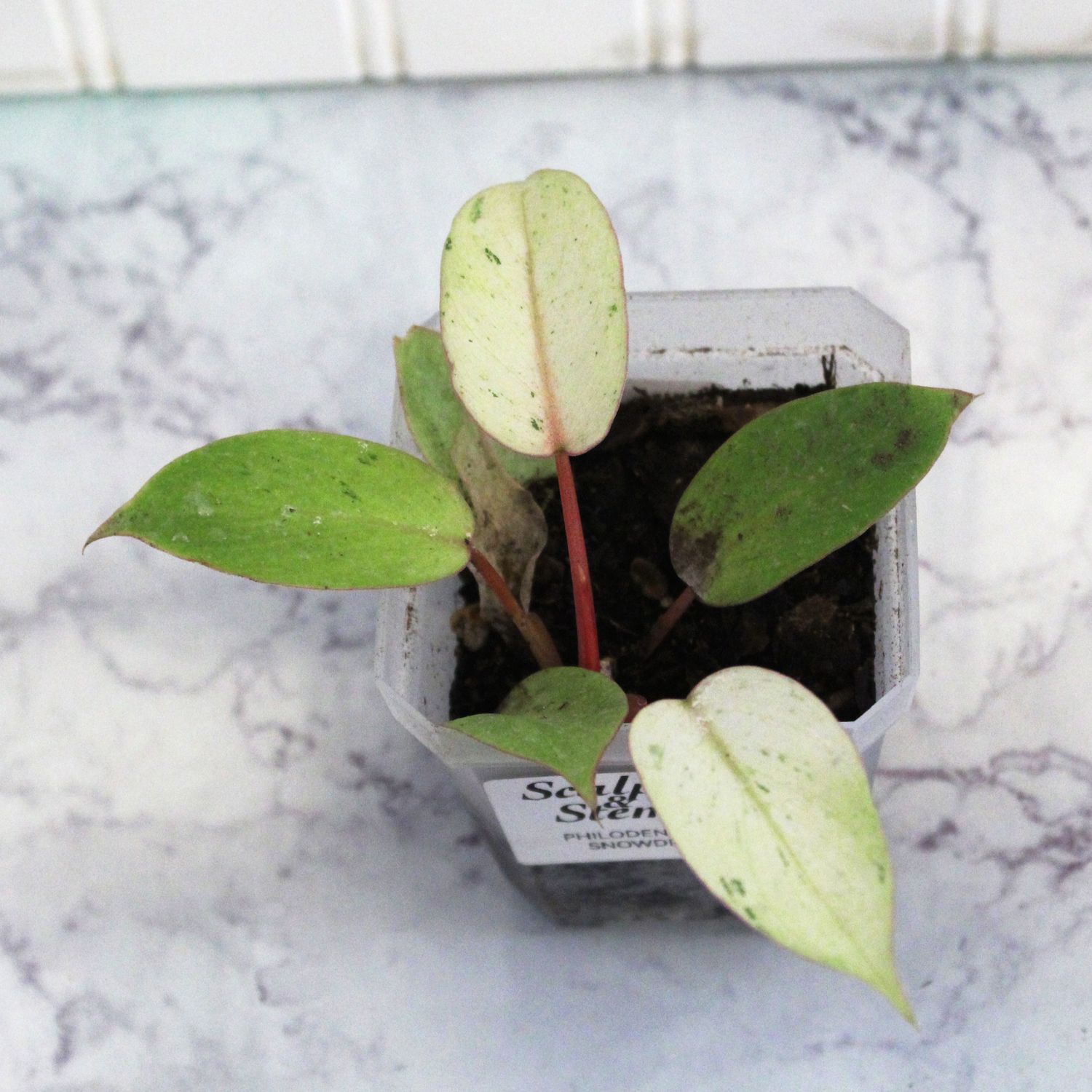 Philodendron Snowdrift