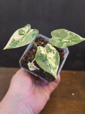 Alocasia Frydek Albo Variegated