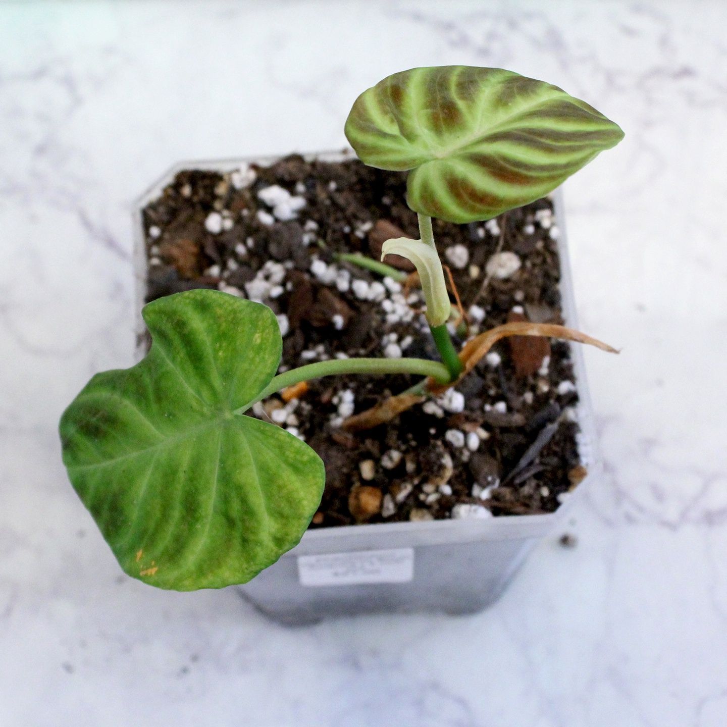 Philodendron Verrucosum South America