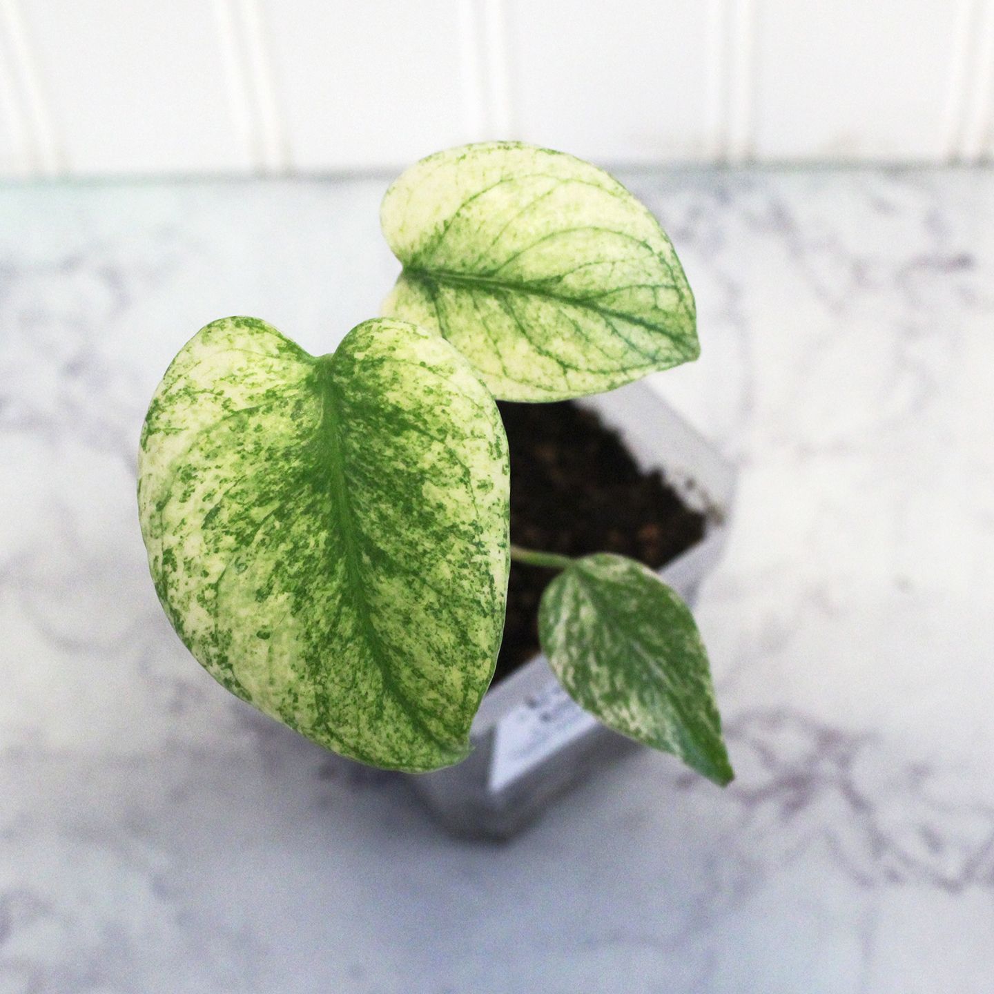 Monstera Deliciosa Mint Variegated, Size: In vitro