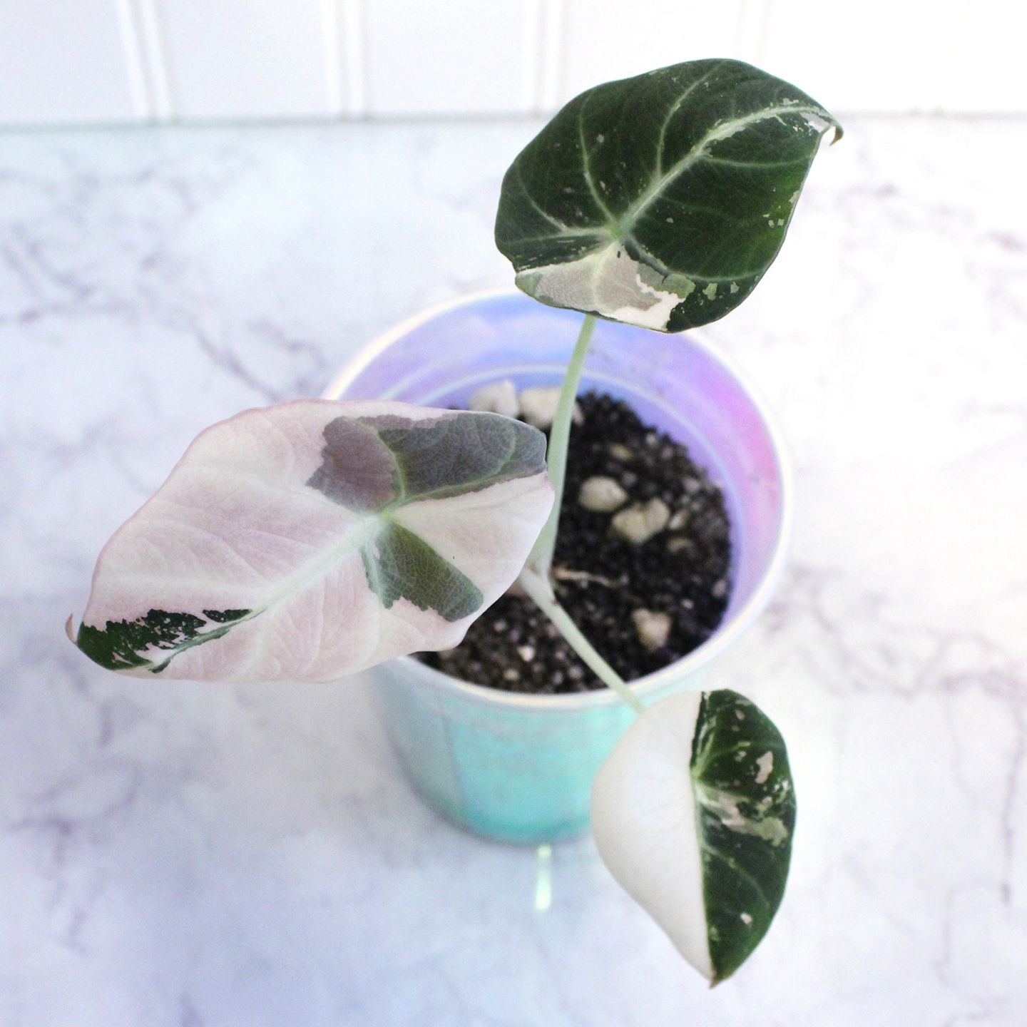 Alocasia Black Velvet Pink Variegated