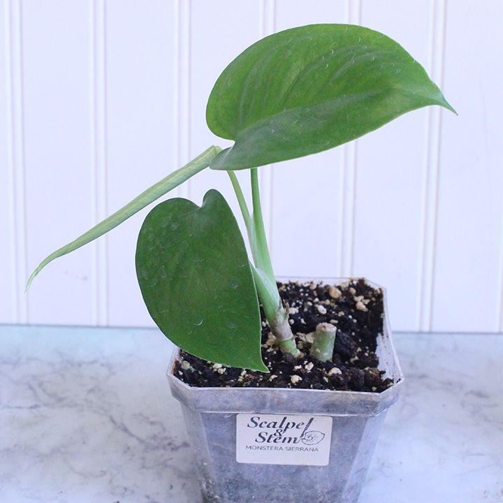 Monstera Sierrana