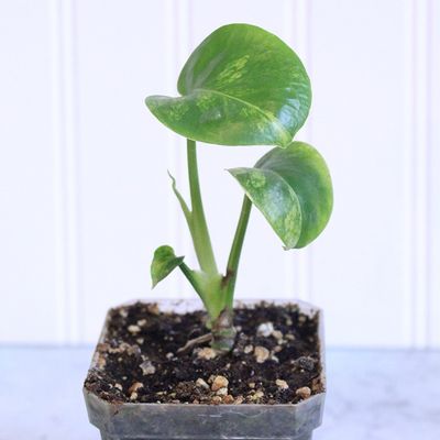 Monstera Deliciosa Borsigiana Aurea Variegated