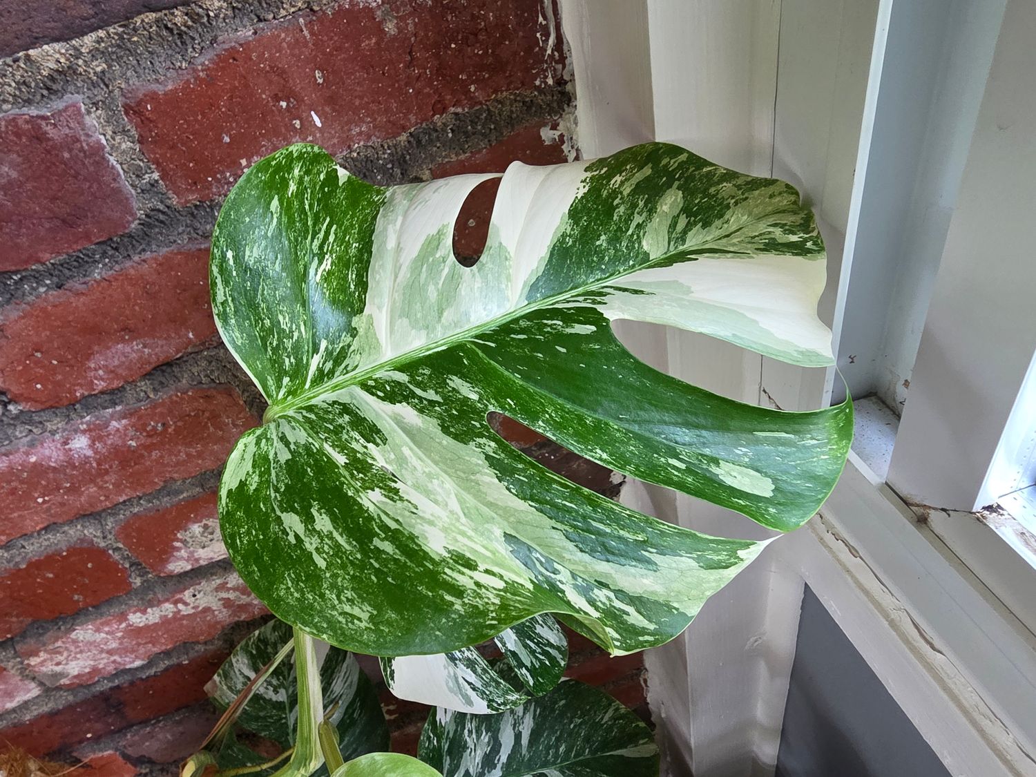 Monstera Deliciosa Borsigiana Albo Variegated