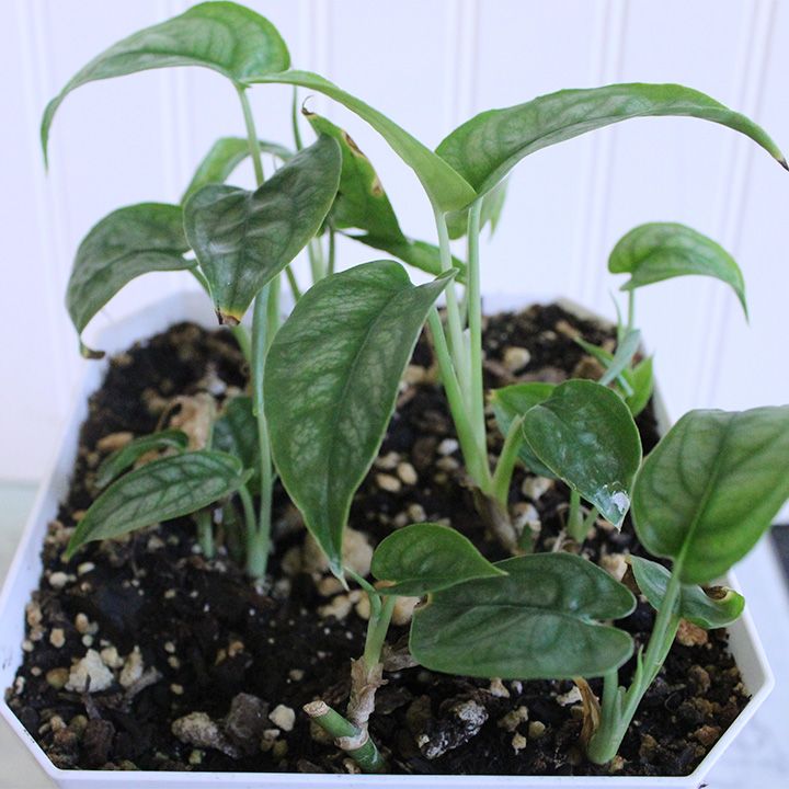 Monstera Siltepecana