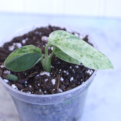 Monstera Adansonii Indomint Variegated