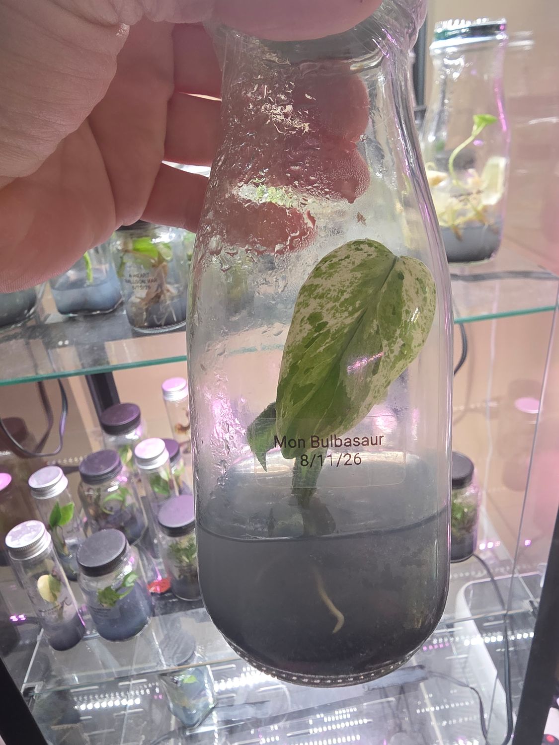 Monstera Bulbasaur