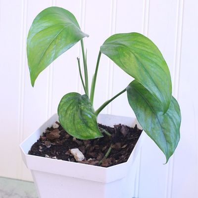 Monstera acacoyaguensis