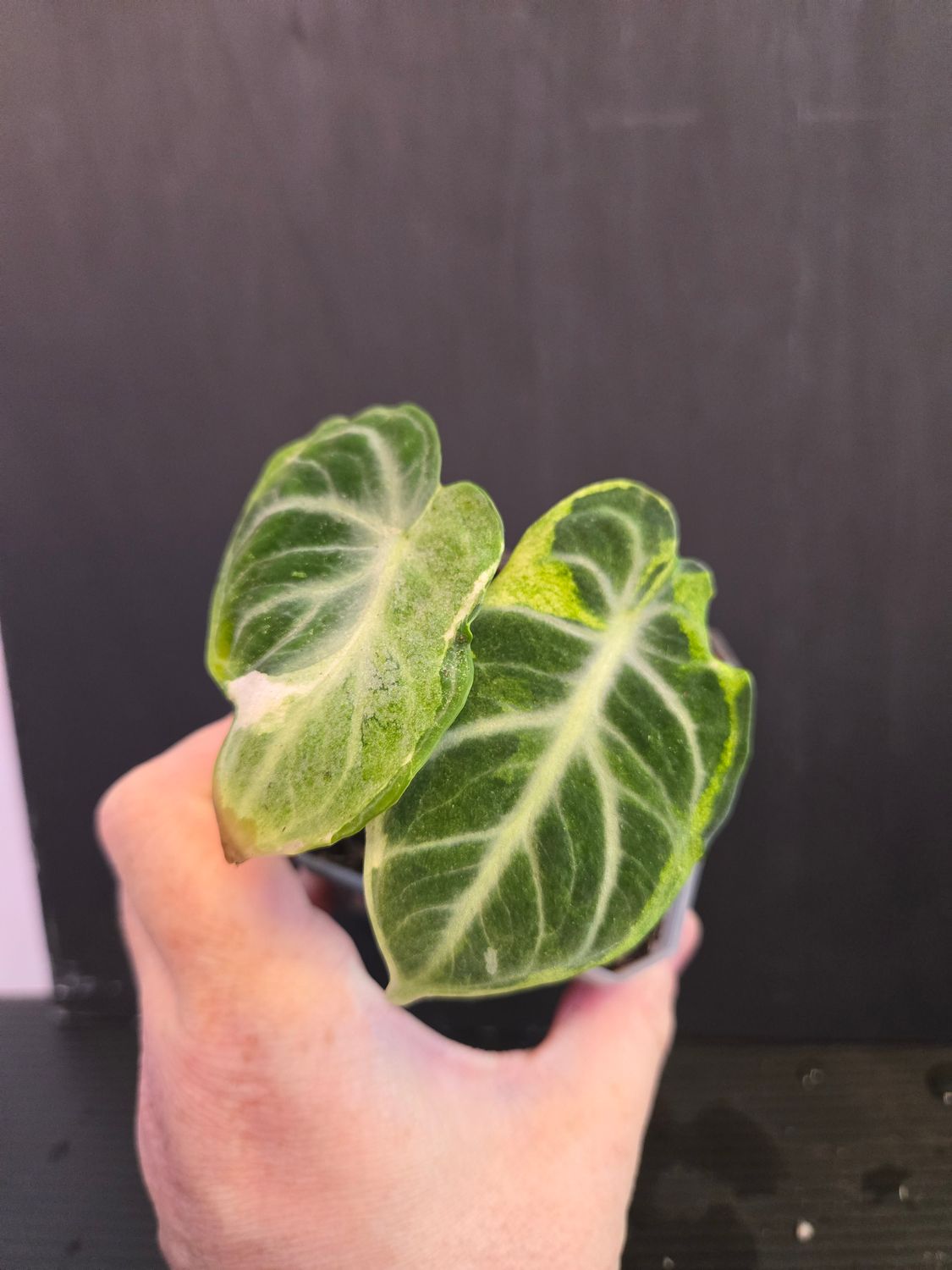 Alocasia Black Velvet Ninja Albo Variegated
