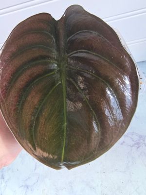 Alocasia Cuprea