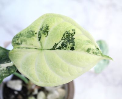 Alocasia Dragon Scale Albo Variegated