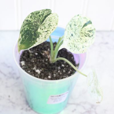 Alocasia Dragon Scale Mint