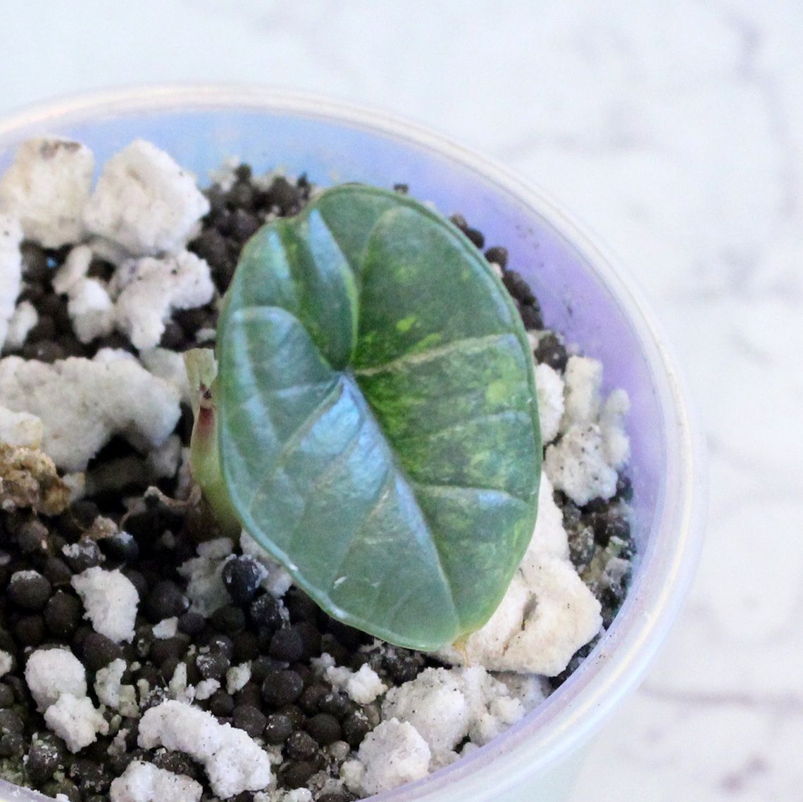 Alocasia Bisma Platinum Albo Variegated