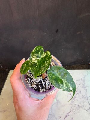 Alocasia Pink Dragon Albo Variegated