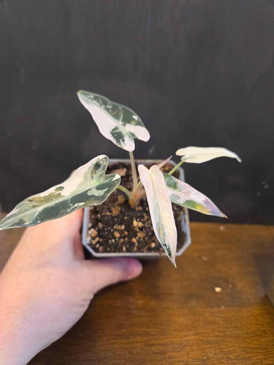 Alocasia Bambino Pink Variegated