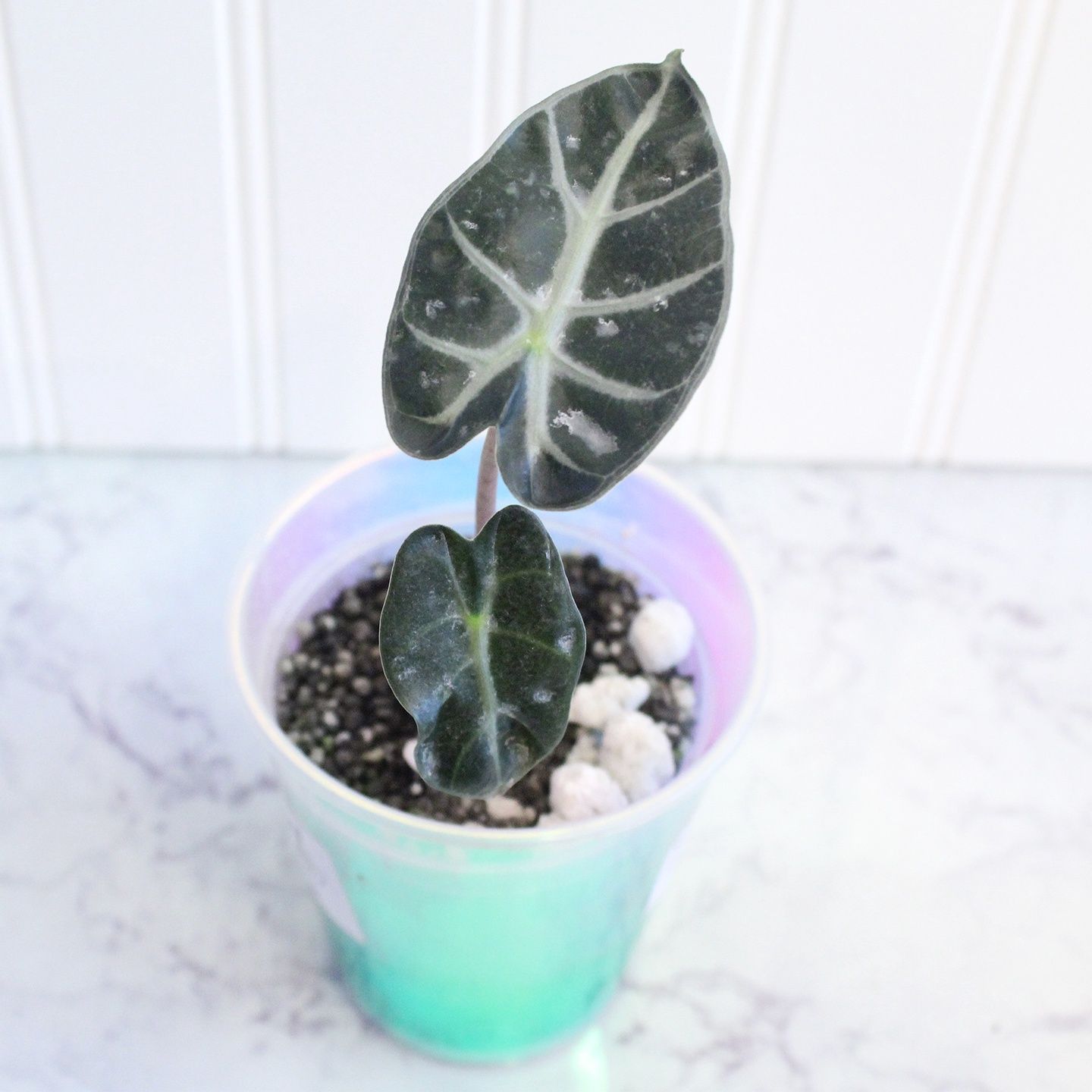 Alocasia Balloon Heart Variegated