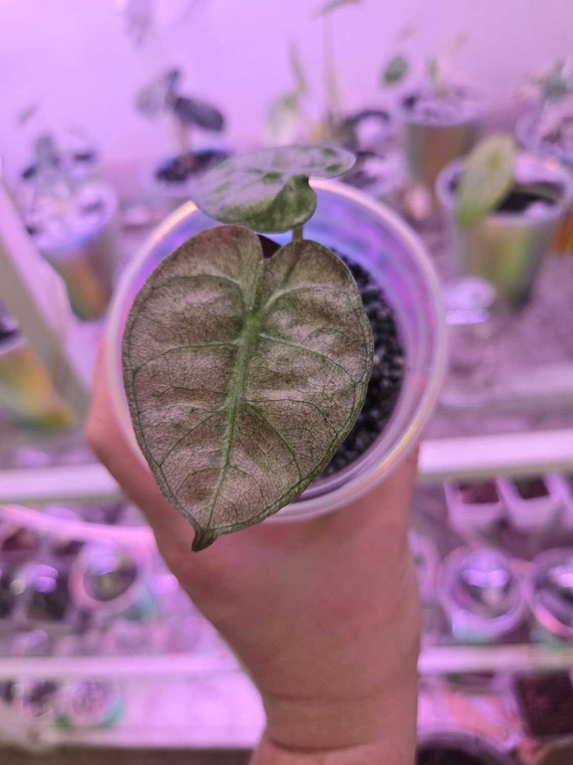 Alocasia Balloon Heart Variegated