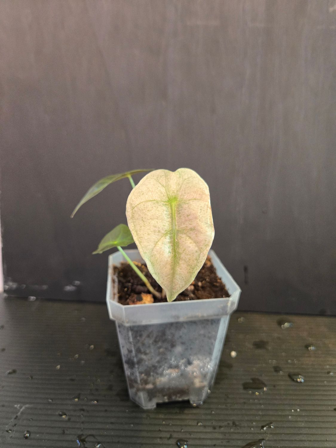 Alocasia Polly Pink Variegated