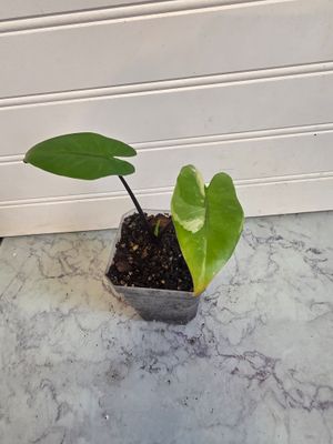Alocasia Macrorrhizos Black Stem Variegated