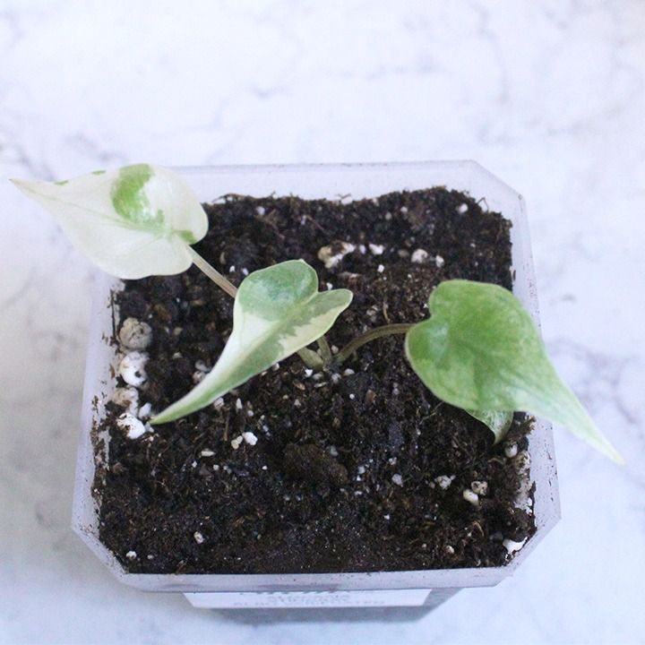 Alocasia Macrorrhizos Stingray Albo Variegated