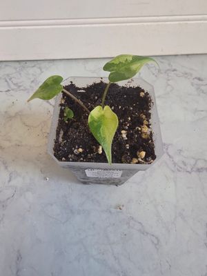 Alocasia Macrorrhizos Stingray Albo Variegated