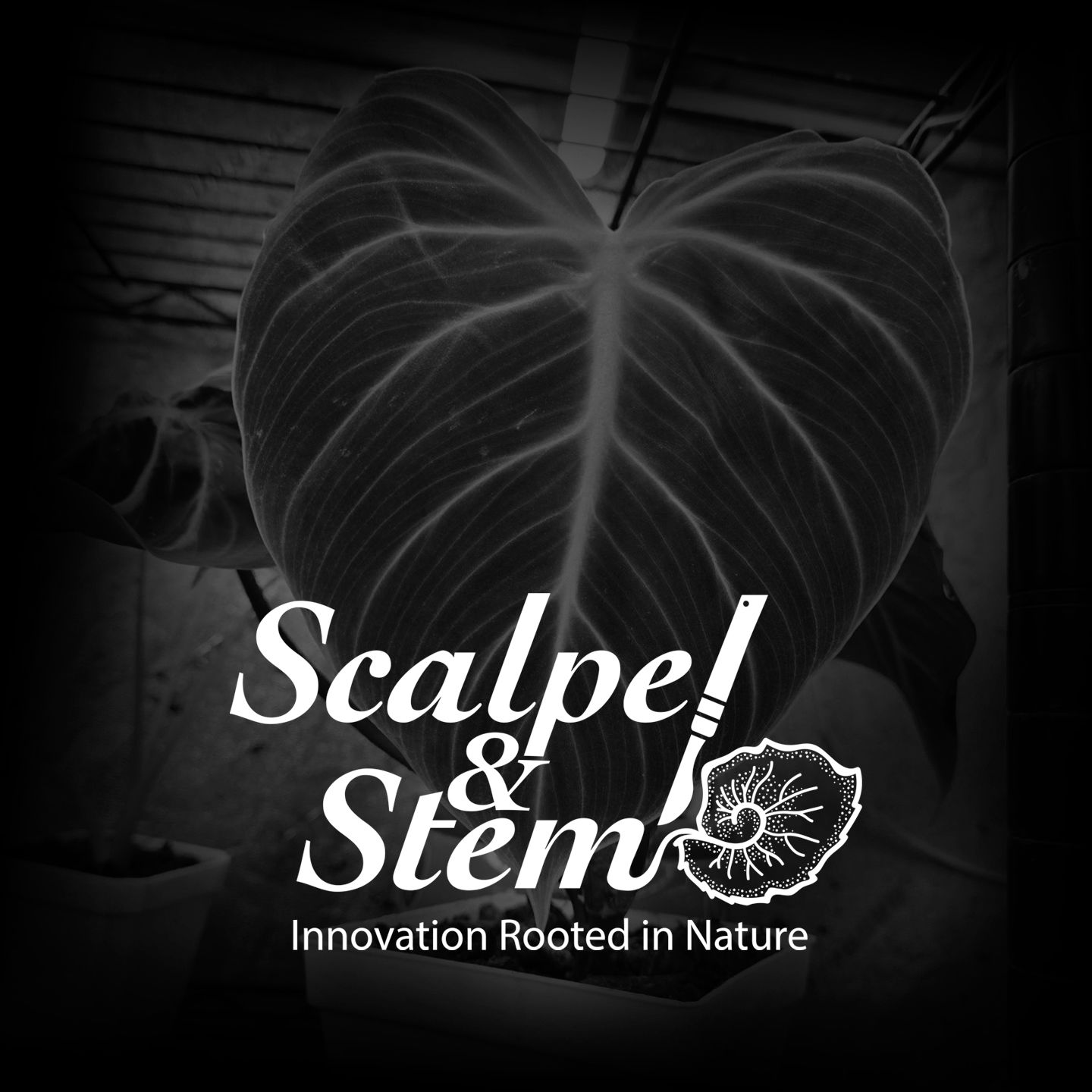 Alocasia Macrorrhiza Sting Ray Albo Variegated