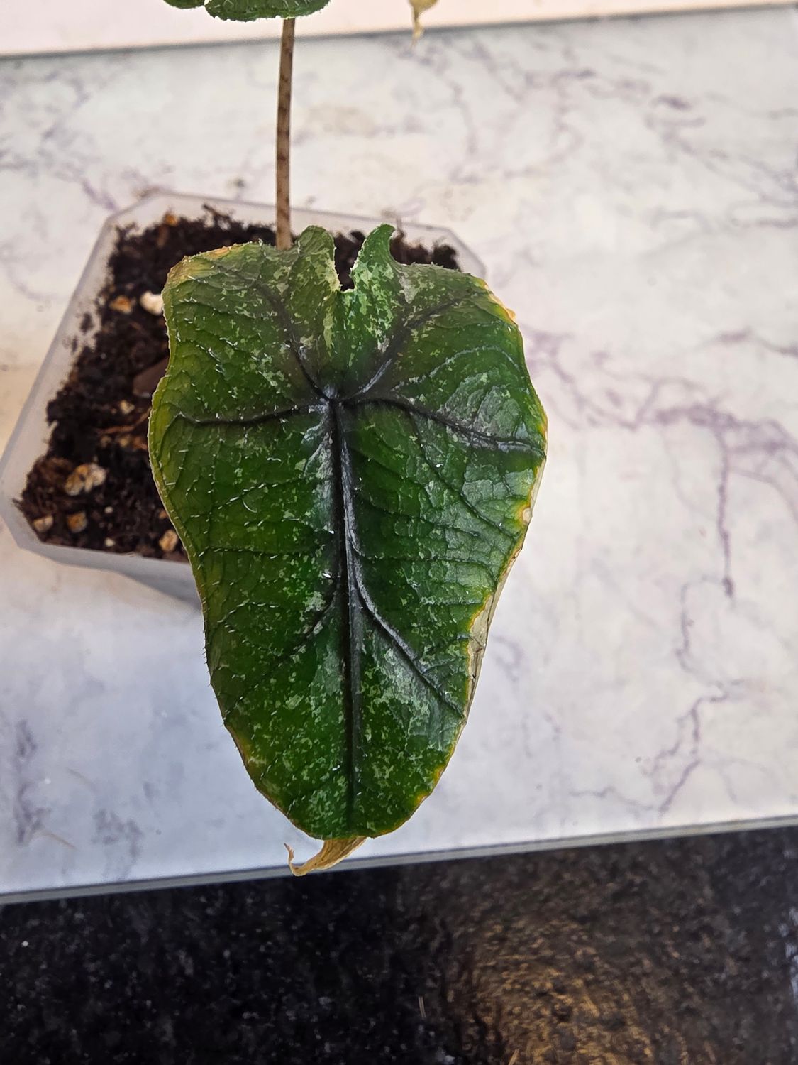 Alocasia Tandurusa Jacklyn