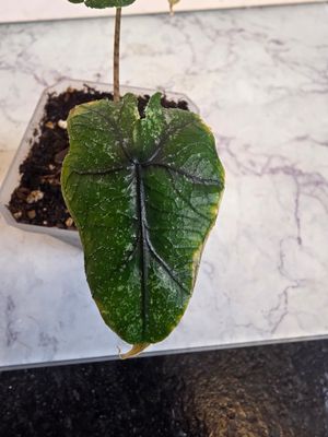 Alocasia Tandurusa Jacklyn