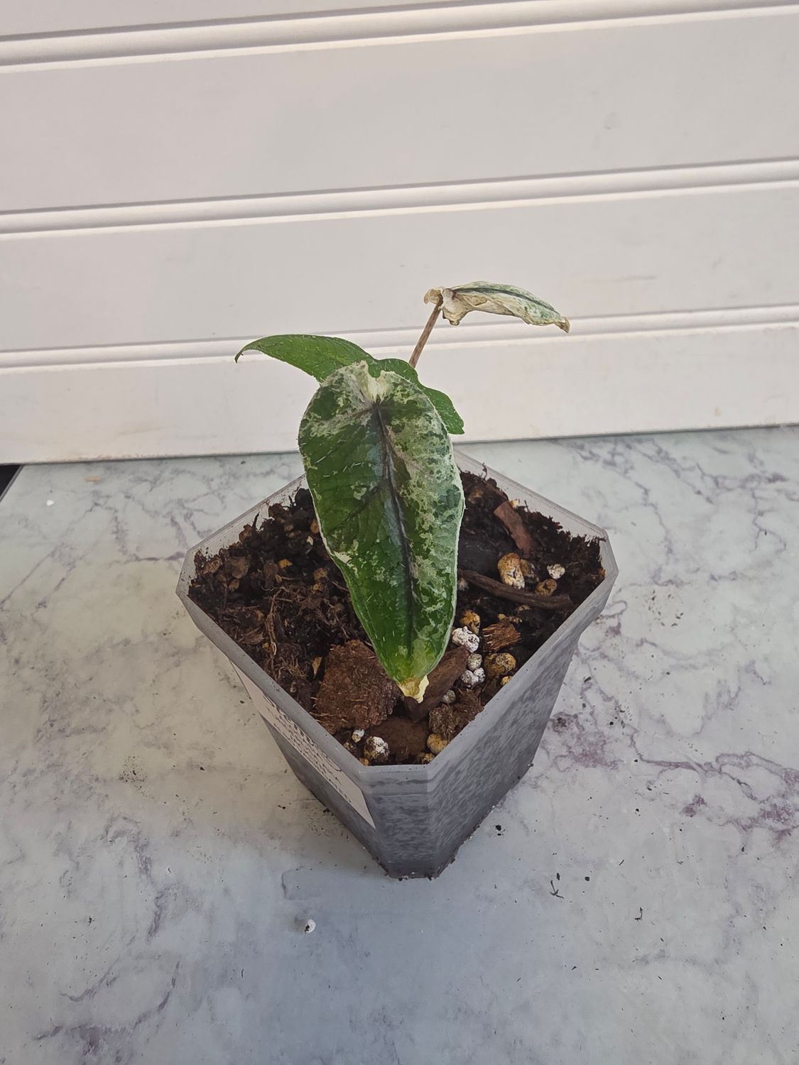 Alocasia Tandurusa Jacklyn Albo Variegated