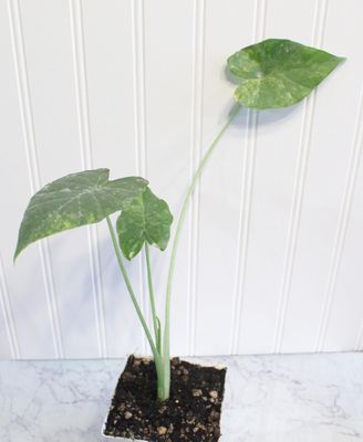Alocasia Gageana Aurea Variegated