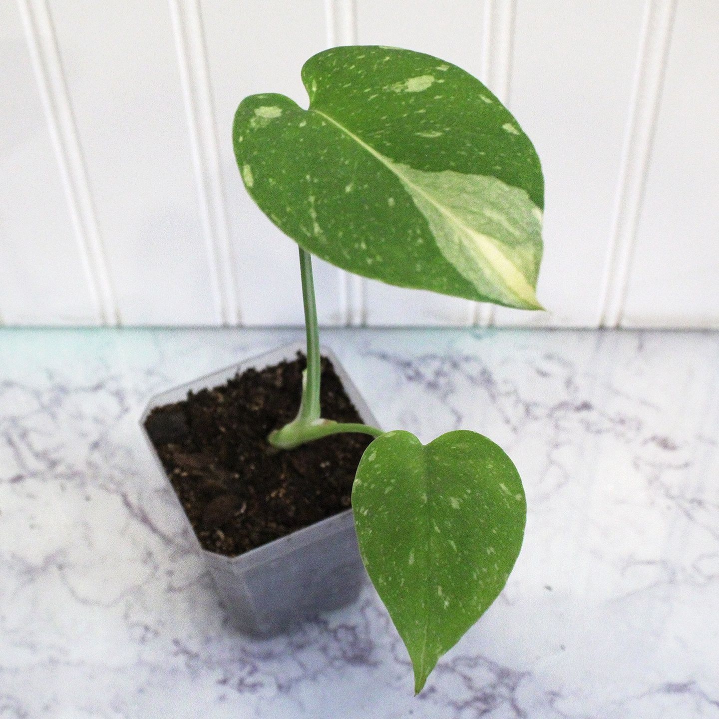 Monstera Thai Constellation