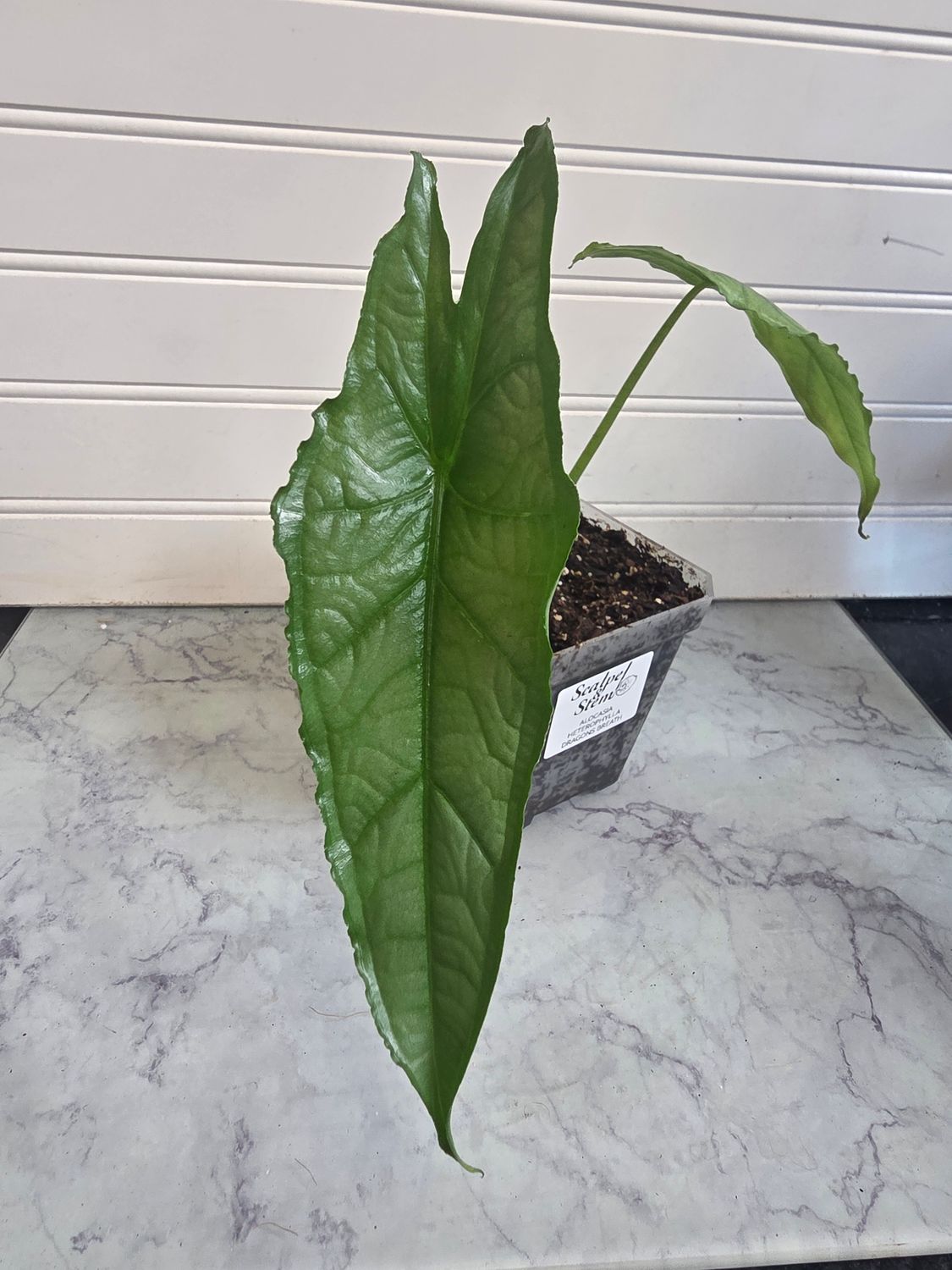 Alocasia Heterophylla Dragon's Breath