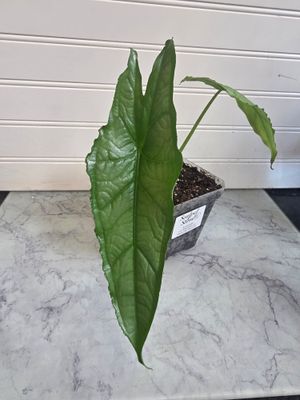 Alocasia Heterophylla Dragon's Breath