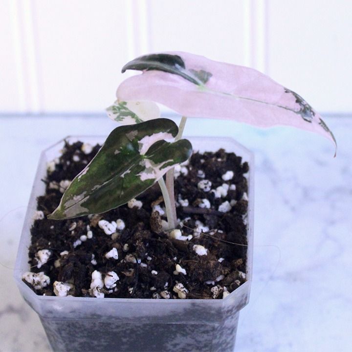 Alocasia Nobilis Pink Variegated