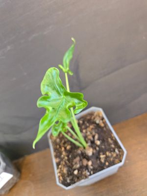 Alocasia Teletubby