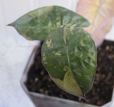 Alocasia Yuctan Princess Variegated